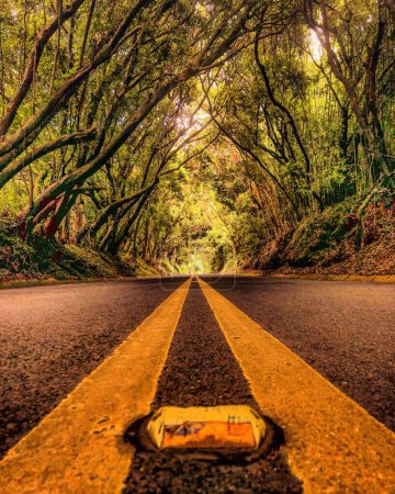Téléchargez les photos : Plan vertical d'une route avec des lignes jaunes marquées à travers une belle forêt verte - en image libre de droit