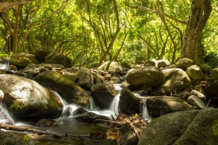Foto de Un pintoresco plano de un río en un bosque con piedra en el agua - Imagen libre de derechos