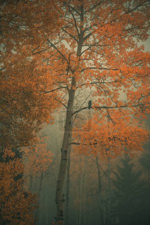 Photo for A vertical shot of a beautiful forest during autumn - Royalty Free Image