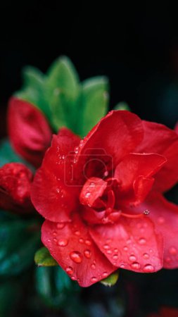 Téléchargez les photos : Plan vertical d'une fleur d'azalée rouge poussant dans un jardin au fond flou - en image libre de droit