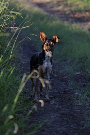 Foto de Un perro parado en un camino de tierra junto a hierba alta - Imagen libre de derechos