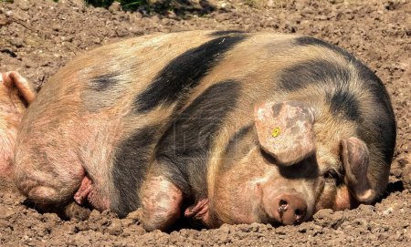 Foto de Un cerdo gordo durmiendo en el barro. - Imagen libre de derechos