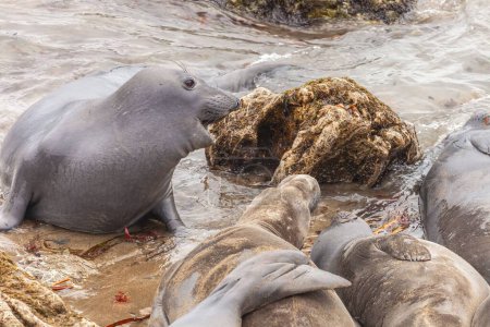 Téléchargez les photos : Un gros plan de phoques éléphants du nord près de la mer en Californie, États-Unis - en image libre de droit
