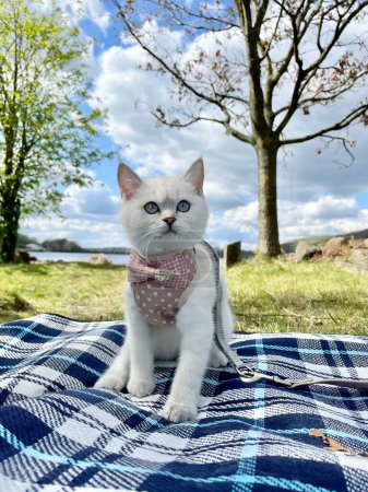 Photo for A vertical shot of beautiful cat with cute leash sitting on textile sheet in a park - Royalty Free Image