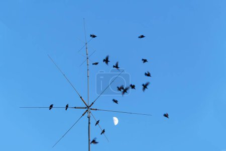 Téléchargez les photos : Merles noirs perchés sur une antenne de toit à la tombée de la nuit - en image libre de droit
