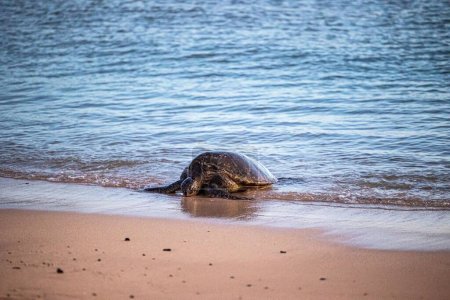 Foto de Un primer plano de una gran tortuga en la costa de un mar - Imagen libre de derechos