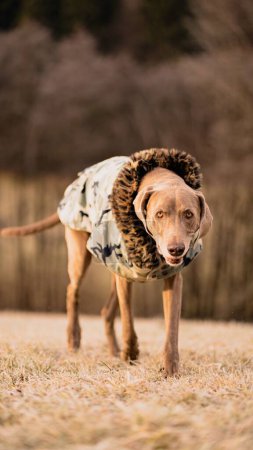 Photo for A vertical shot of a Weimaraner - Royalty Free Image