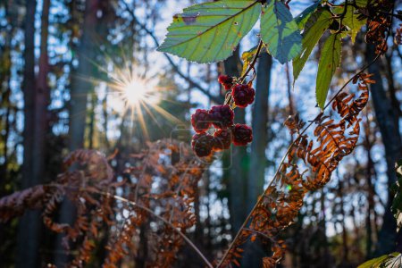 Photo for The unripe blackberries grown in the forest with the sun shining brightly in the blurred background - Royalty Free Image