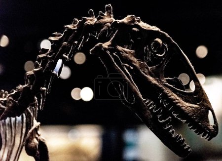 Foto de Un primer plano de un esqueleto de dinosaurio en el museo de Chicago. - Imagen libre de derechos