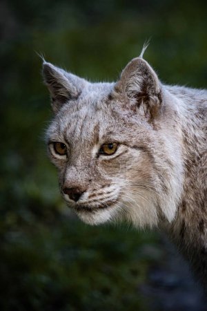 Téléchargez les photos : Gros plan d'un lynx aux yeux bruns - en image libre de droit