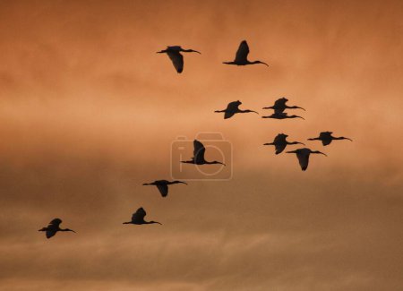 Photo for The silhouette of a flock of flying cranes, birds against the sunset sky - Royalty Free Image