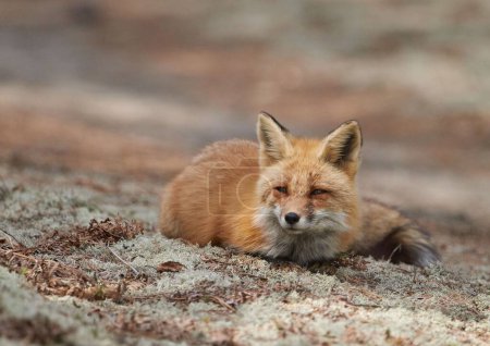Téléchargez les photos : Un mignon renard dans la forêt au printemps - en image libre de droit