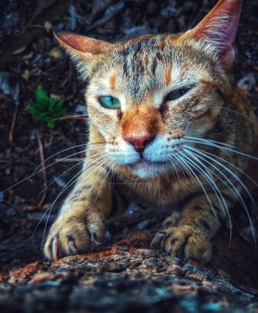 Téléchargez les photos : Plan rapproché d'un chat aux yeux verts regardant la caméra - en image libre de droit