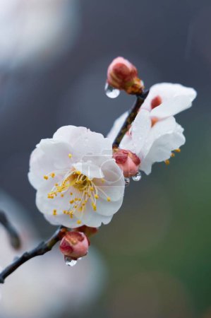 Téléchargez les photos : East Lake Plum blossom Garden est un lieu célèbre pour profiter des fleurs de prunier en Chine. Il est entouré de montagnes et d'eaux et a de beaux paysages. - en image libre de droit