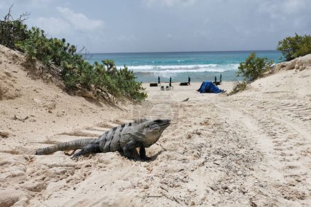 Foto de Una iguana de cola espinosa negra (Ctenosaura similis) en la playa con un cielo nublado en el fondo, en Cancún - Imagen libre de derechos