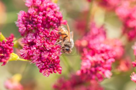 Photo for A closeup shot of a small honeybee on the pink flower - Royalty Free Image
