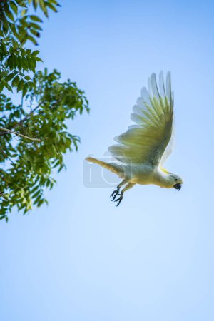 Téléchargez les photos : Un cacatoès blanc en vol en arrière-plan du ciel - en image libre de droit