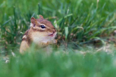 Photo for A brown Chipmunk standing on grassland - Royalty Free Image