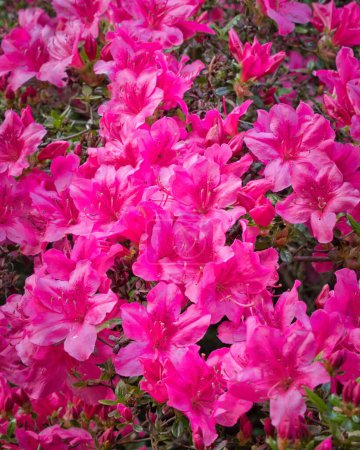 Téléchargez les photos : Un gros plan d'un buisson de Rhododendron avec beaucoup de fleurs - en image libre de droit