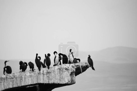 Foto de Un grupo de cormoranes en el borde de una roca - Imagen libre de derechos