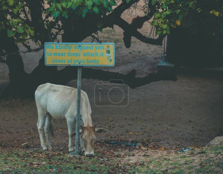 Foto de Un primer plano de un ganado de Jersey pastando cerca de una señal con un árbol en el fondo - Imagen libre de derechos
