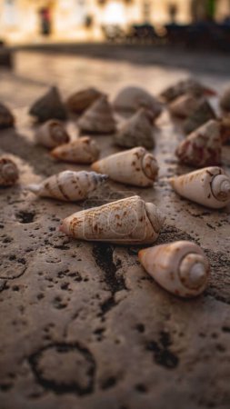 Photo for A vertical closeup of small shells on a smooth stone with light background - Royalty Free Image