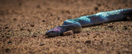 Téléchargez les photos : Une image d'un serpent coloré à petite échelle sur le sol. - en image libre de droit