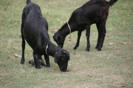 Foto de Dos cabras negras comiendo hierbas - Imagen libre de derechos