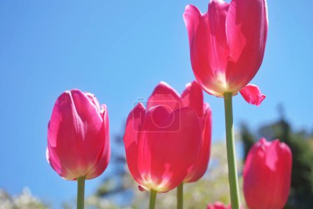 Foto de Flores. Flor de tulipán. Luz y sombra. Fondo rosa. Universidad Duke. Sensaciones de primavera. - Imagen libre de derechos