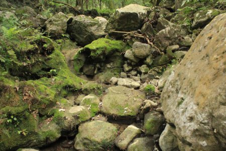Foto de Una zona de bosque seco con roca musgosa - Imagen libre de derechos
