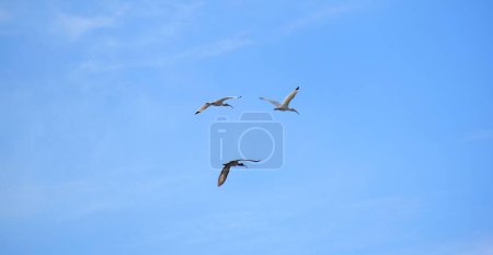Photo for Three Ibis, birds flying high in the blue sky - Royalty Free Image