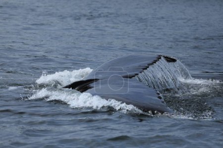 Téléchargez les photos : Une baleine nageant dans l'océan - en image libre de droit