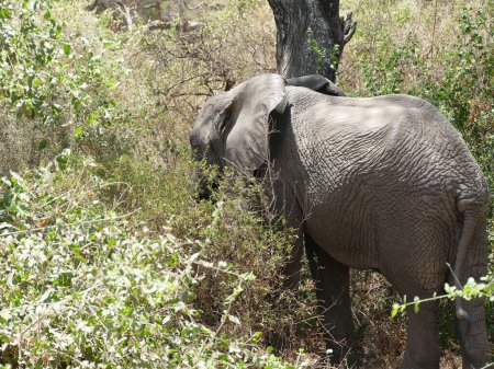 Téléchargez les photos : Un éléphant de savane africaine (Loxodonta africana) dans le parc national du Serengeti, Tanzanie, Afrique - en image libre de droit