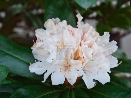 A cluster of white rhododendron flowers on green leaves in close-up