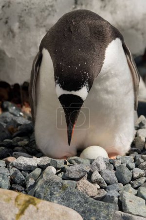 Foto de Un pingüino posado sobre rocas - Imagen libre de derechos
