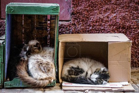 Foto de Un primer plano de gatos callejeros durmiendo en las cajas. - Imagen libre de derechos