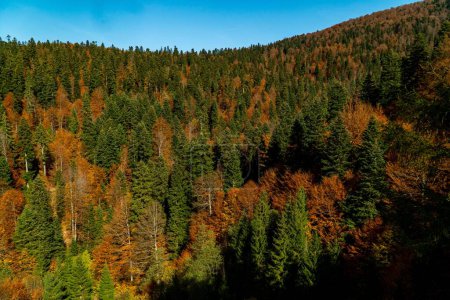 Foto de Una vista aérea de un denso bosque en una montaña durante el otoño - Imagen libre de derechos