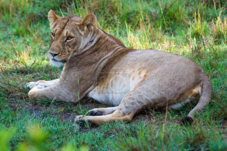 Téléchargez les photos : Une lionne relaxante à l'ombre d'un buisson sur le Masai Mara - en image libre de droit