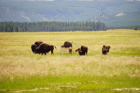 Téléchargez les photos : Vue panoramique d'un groupe de bisons broutant sur un champ de verdure dans le parc national Yellowstone, États-Unis - en image libre de droit