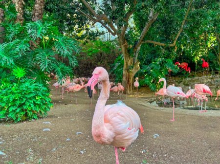 Photo for The greater flamingos in the zoopark - Royalty Free Image