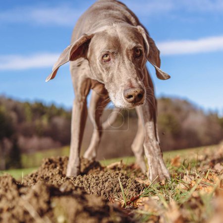 Photo for A closeup shot of a Weimaraner in the autumn - Royalty Free Image