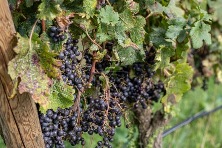 Téléchargez les photos : Un gros plan de raisins de vin Nebbiolo en Catalogne avec fond flou - en image libre de droit