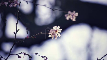 Photo for Plum blossom. Light and shadow. Flowers. Duke University. Duke Gardens. Spring spirit. - Royalty Free Image