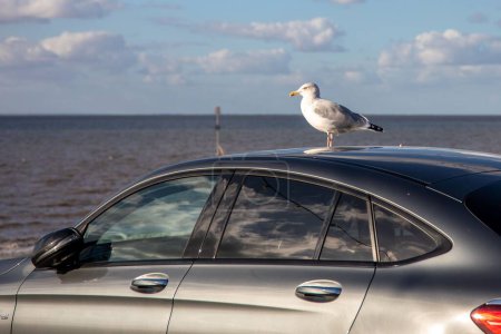 Téléchargez les photos : Une vue d'une mouette perchée sur une voiture sur le fond d'une mer à la plage de Hunstanton - en image libre de droit