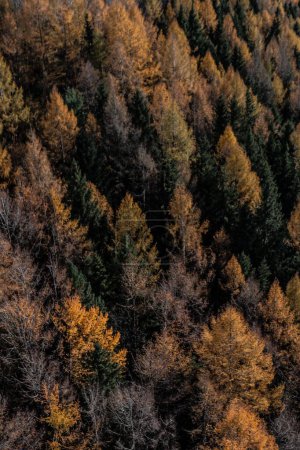 Téléchargez les photos : Vue aérienne verticale de la texture des arbres dans la belle forêt d'automne - en image libre de droit