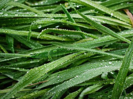 Photo for A macro shot of blades of grass where water droplets have formed on them - Royalty Free Image