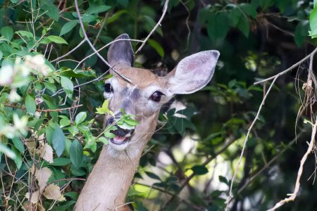 Foto de Una vista de un ciervo divertido desde las hojas. - Imagen libre de derechos