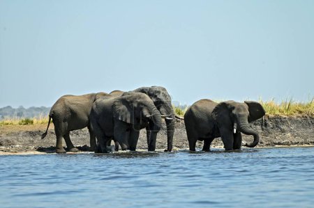 Foto de Una manada de elefantes cruzando el río Chobe, en el parque nacional Chobe en Botswana - Imagen libre de derechos