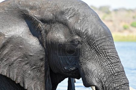 Téléchargez les photos : Gros plan de la tête d'un éléphant traversant la rivière Chobe au parc national Chobe au Botswana - en image libre de droit