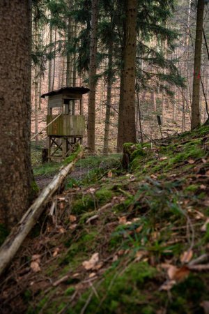 Téléchargez les photos : Vue verticale d'une belle forêt d'automne à Baden-Wurtemberg, Allemagne - en image libre de droit